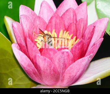 Asiatische Wespe im Flug über die Blumen eines Wassers lily Stockfoto