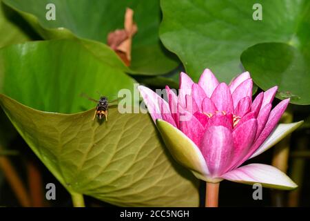 Asiatische Wespe im Flug über die Blumen eines Wassers lily Stockfoto