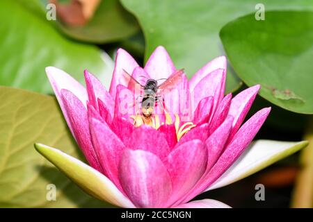 Asiatische Wespe im Flug über die Blumen eines Wassers lily Stockfoto