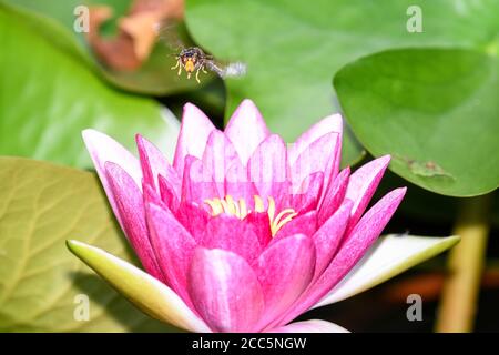 Asiatische Wespe im Flug über die Blumen eines Wassers lily Stockfoto