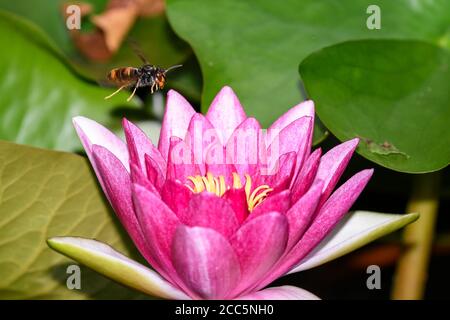 Asiatische Wespe im Flug über die Blumen eines Wassers lily Stockfoto