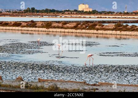 Molentargius Teiche in Sardnia, Flamingos Fotojagd Stockfoto