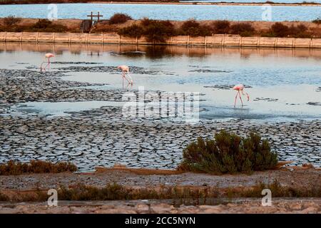 Molentargius Teiche in Sardnia, Flamingos Fotojagd Stockfoto