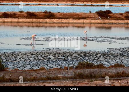 Molentargius Teiche in Sardnia, Flamingos Fotojagd Stockfoto