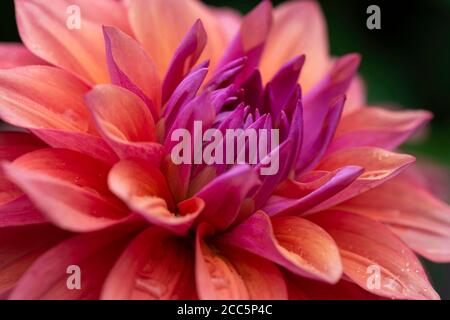 Eine Dahlia Blume in voller Blüte mit ungewöhnlichen Farbnuancen Von orange bis dunkelrosa Stockfoto
