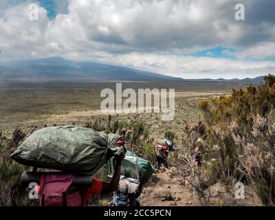 Guides Träger und sherpas tragen schwere Säcke, während sie den kilimandscharo besteigen, den höchsten Gipfel in afrika. Stockfoto
