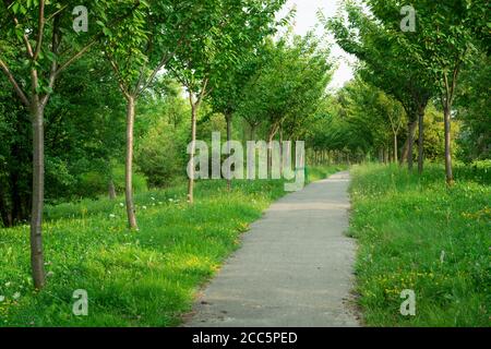 Eine Gasse zwischen den Bäumen, die in einer Reihe wachsen Stockfoto