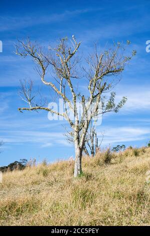 Ein einsamer Baum ohne Blätter in der Mitte eines trockenen Grasfeldes auf einem der Hügel der Bergregion Cunha, Sao Paulo - Brasilien Stockfoto