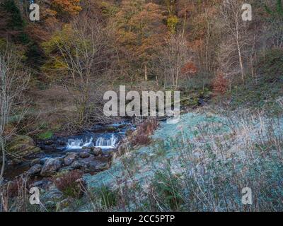 Ein frostiger Herbstmorgen in Campsie Glen mit dem Kirk Burn, der durch das glen läuft. Stockfoto