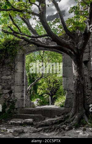 Mystic Door of Decayed Building von EINEM Gnarly Tree überwuchert Stockfoto