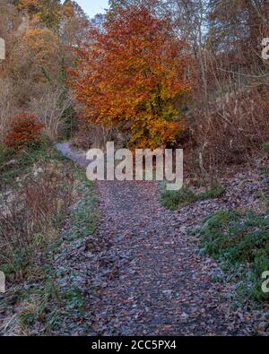 Der Fußweg durch den Wald an einem frostigen Herbstmorgen in Campsie Glen . Stockfoto