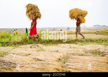 Reisbauern tragen Bündel von geernteten Reiskornstielen auf ihrem Kopf im ländlichen Bihar, Indien. Stockfoto