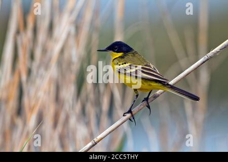 Schwarzkopfstelze (Motacilla flava feldegg) im März in Israel fotografiert Stockfoto