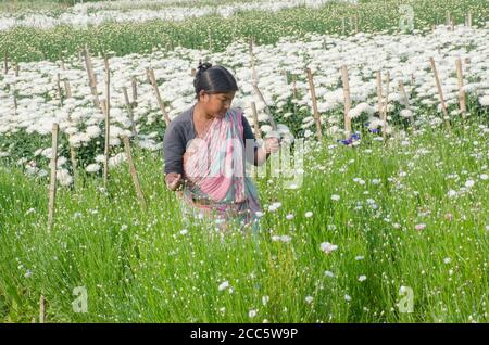 Medinipore West bengal indien am 27. januar 2020 : eine weibliche Blumenbauerin, die in einem Feld von weißen Chrysanthemen arbeitet. Stockfoto