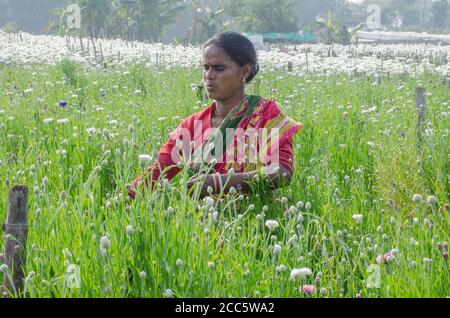 Medinipore West bengal indien am 27. januar 2020 : eine weibliche Blumenbauerin, die in einem Feld von weißen Chrysanthemen arbeitet. Stockfoto