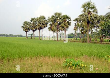 Ländliche Dorflandschaft im Süden 24 pargana West bengalen indien Stockfoto