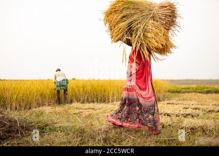 Reisbauern tragen Bündel von geernteten Reiskornstielen auf ihrem Kopf im ländlichen Bihar, Indien. Stockfoto