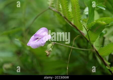 Foto von Schmetterling Erbsenblume Stockfoto