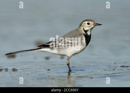 Bachstelze (Motacilla alba) stehen in einem Pool. Weiß bachstelzen sind Insectivorous, lieber auf dem Land, wo es einfach ist, zu erkennen und zu leben, p Stockfoto