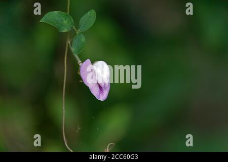 Foto von Schmetterling Erbsenblume Stockfoto