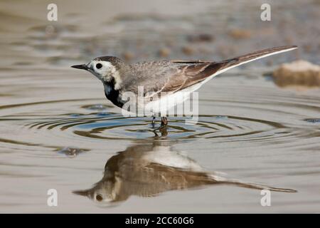 Bachstelze (Motacilla alba) stehen in einem Pool. Weiß bachstelzen sind Insectivorous, lieber auf dem Land, wo es einfach ist, zu erkennen und zu leben, p Stockfoto