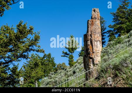 Versteinerter Baum im Yellowstone National Park im Sommer Stockfoto