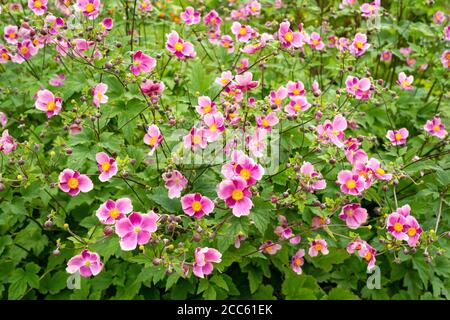 Anemone Hupehensis Hadspen Abundance oder japanische Anemone Windflower Anemones rosa Blumen blühende Pflanze in blühender Blüte Stockfoto