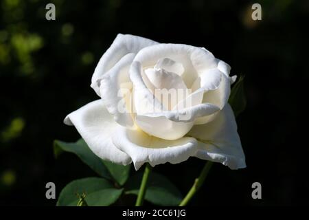 Einzelne weiße Hybrid Tea Rose oder Rosa Paloma Blanca Rose Cremig-weiße Knospe blühen im Sommersonnenlicht vor dunklem Hintergrund Stockfoto