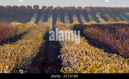 Israel, Obergaliläa, Hula-Tal, Landwirtschaft, Felder und Feldfrüchte Stockfoto