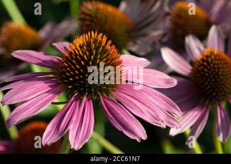 Blütenkopf von Rudbeckia Purpurea var. Serotina oder östlicher Purple Coneflower oder Echinacea Purpurea Magnus Blütenkopf Stockfoto