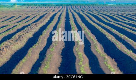 Israel, Obergaliläa, Hula-Tal, Landwirtschaft, Felder und Feldfrüchte Stockfoto