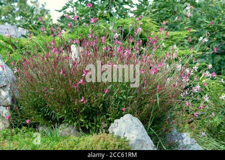 Sedum Album Korallenteppich oder weiße Stonekrop Crassulaceae getuftete Staude Blühende Pflanze wächst auf felsiger Wiese im botanischen Garten Stockfoto