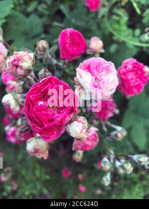 Ungefaltete und ungeöffnete Wildrose Knospen, Nahaufnahme. Heiße rosa Blume blüht in einem Busch. Sommerblüte. Handy-Foto Stockfoto