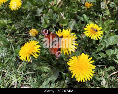 Europäische Pfau Schmetterling sitzt auf Löwenzahn Blume. Rostrotes Insekt mit schwarzen und weißen Augenflecken, Markierungen auf Flügelspitzen. Aglais io, mobiles Foto Stockfoto