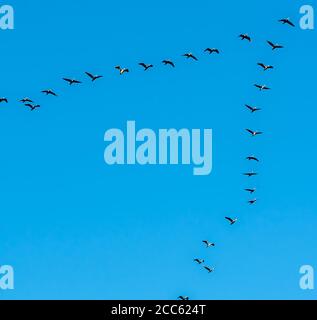 Vogelzug. Ein Vogelschwarm fliegt in einer Pfeilformation auf einem blauen Himmel Hintergrund. Fotografiert im Hula-Tal, Israel Stockfoto