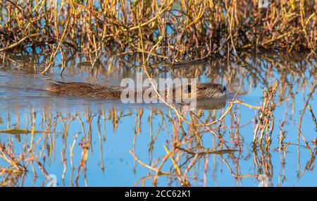 Coypu, oder Nutria (Myocastor coypus) Schwimmen im Wasser. Fotografiert in Israel, Hula Valley. Ein großer, pflanzenfressender, semiaquatischer Nager. Der Coypu lebt Stockfoto