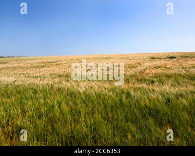 Gerste Ernte Reifung in einem Feld in der Nähe von Harrogate North Yorkshire England Stockfoto