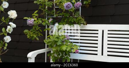 Ein nostalgischer Metallpavillon ist mit blauen Rosen überwuchert. Eine weiße Bank lädt zum Verweilen ein. Sommer in deutschland. Stockfoto