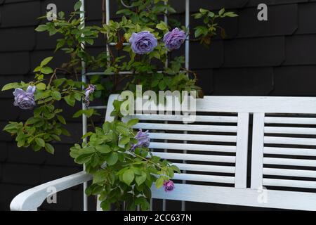 Ein nostalgischer Metallpavillon ist mit blauen Rosen überwuchert. Eine weiße Bank lädt zum Verweilen ein. Sommer in deutschland. Stockfoto