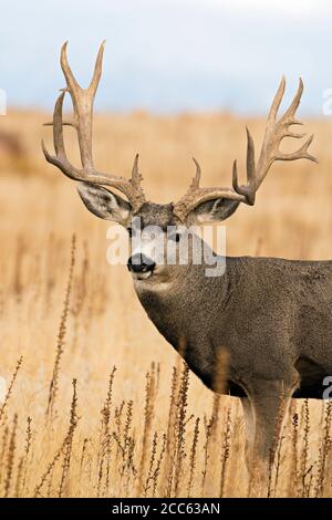 Maultier Hirsch Buck protrait Stockfoto