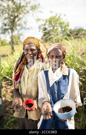 Farmerinnen halten Okra-Samen und Pflanzen sie auf ihren Feldern im Norden Ugandas, Ostafrika. Stockfoto