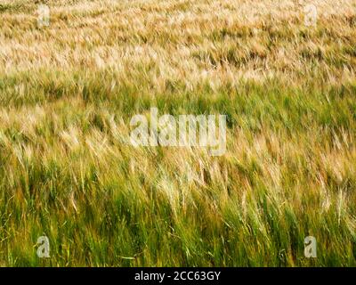 Gerste Ernte Reifung in einem Feld in der Nähe von Harrogate North Yorkshire England Stockfoto