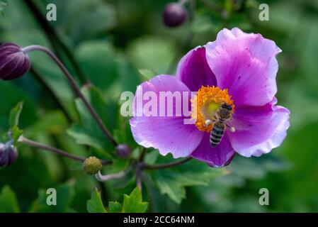 Honey Bee sammelt Pollen auf rosa Blütenblüte von Single Anemone Hupehensis Hadspen Abundance oder japanische Anemone Windflower blühende Pflanze In voller Blüte Stockfoto