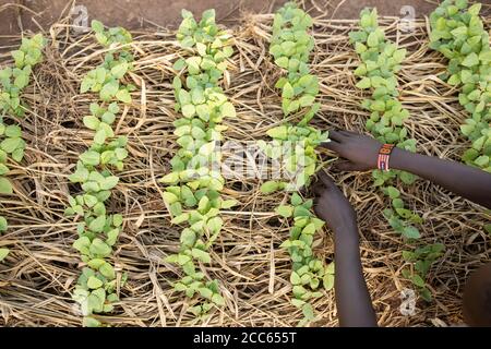 Ein Jugendlicher kultiviert Kuhpfeienpflanzen im Gartenbeet seiner Familie in der Palabek Flüchtlingssiedlung im Norden Ugandas, Ostafrika. Stockfoto