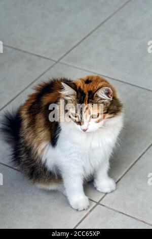 Volle Länge, High-Angle-Ansicht einer niedlichen tricolor Katze sitzt auf Keramik weißen Boden und wartet auf etwas, Blick weg von der Linse mit etwas Kopie Stockfoto