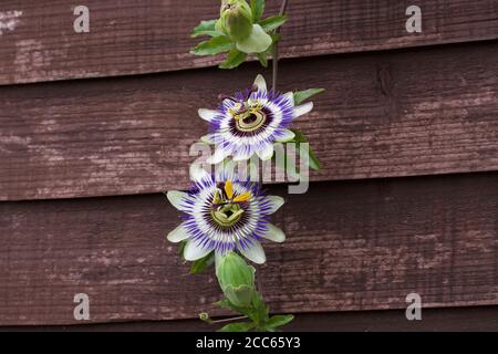 Passionsblume Stockfoto