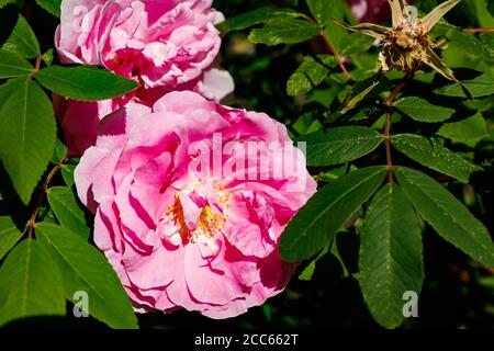 Blühende Hundsblüten im Sommergarten Stockfoto