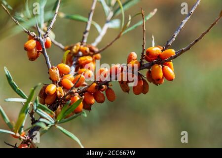 Sanddornbeeren auf dem Baum (Hippophae rhamnoides), reich an Vitamin C, Flavonoide und Anthocyane, und bekannt für ihre medizinischen Eigenschaften. Stockfoto