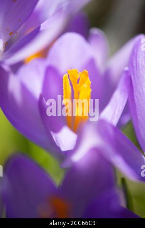 Lila Krokus blühen am Ende des Winters. Nahaufnahme Stockfoto
