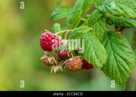 Wilde Früchte des Waldes : Bündel von späten Himbeeren im Herbst, Nahaufnahme Stockfoto